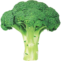 Broccoli - STK