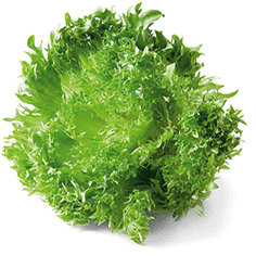 Frisee Salat Gul -  STK