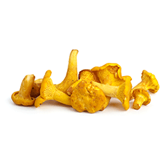 Kantareller