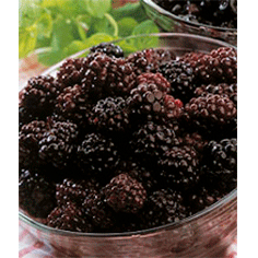 Brombær 1 kg