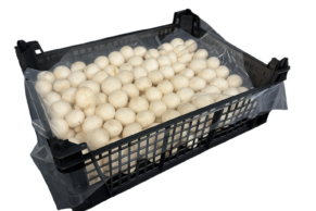 CHAMPIGNON FRISK KS